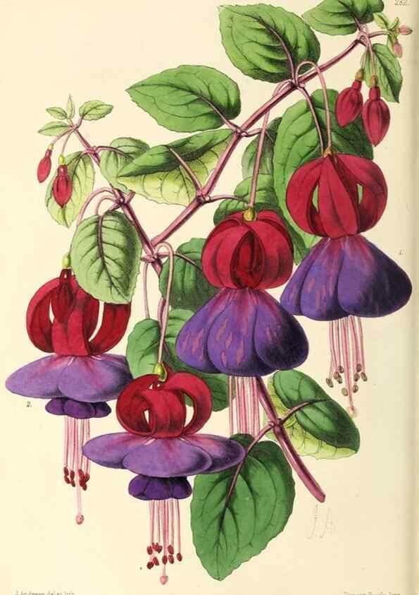 Reproducción/Reproduction 49797536827: The floral magazine;. London,L. Reeve & Co.. 