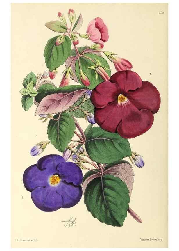 Reproducción/Reproduction 49797229376: The floral magazine;. London,L. Reeve & Co.. 
