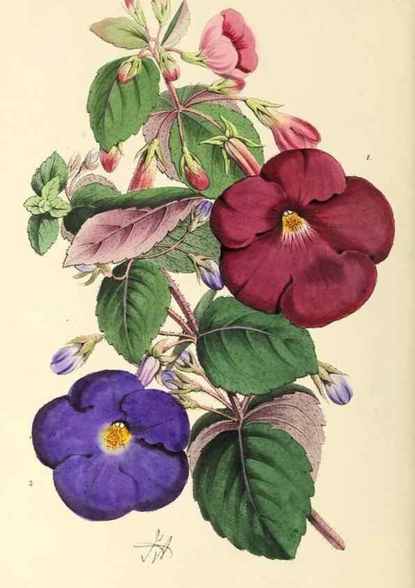 Reproducción/Reproduction 49797229376: The floral magazine;. London,L. Reeve & Co.. 