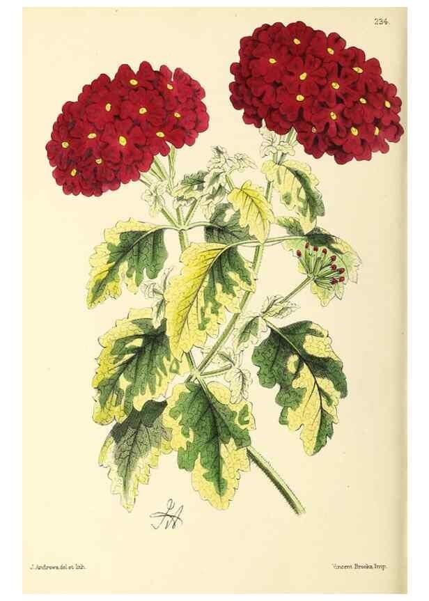 Reproducción/Reproduction 49796684133: The floral magazine;. London,L. Reeve & Co.. 