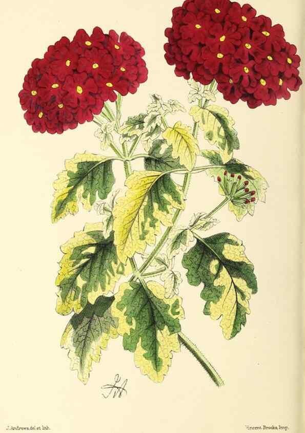 Reproducción/Reproduction 49796684133: The floral magazine;. London,L. Reeve & Co.. 