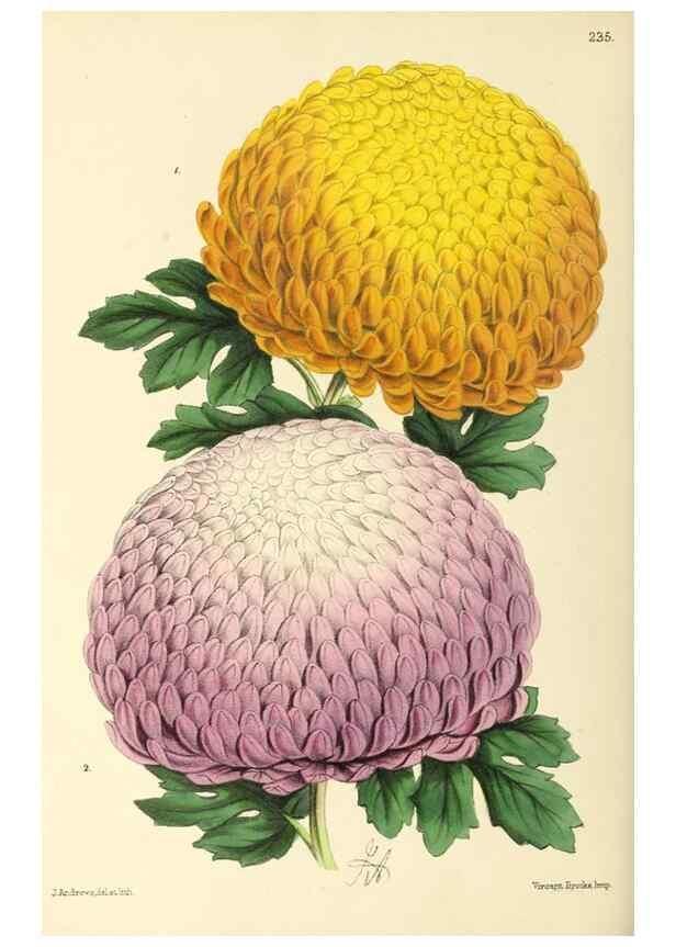 Reproducción/Reproduction 49796684383: The floral magazine;. London,L. Reeve & Co.. 