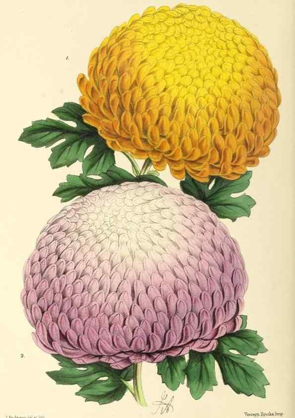 Reproducción/Reproduction 49796684383: The floral magazine;. London,L. Reeve & Co.. 