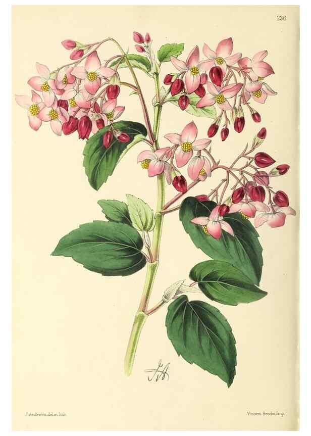 Reproducción/Reproduction 49797537792: The floral magazine;. London,L. Reeve & Co.. 