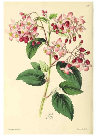 Reproducción/Reproduction 49797537792: The floral magazine;. London,L. Reeve & Co.. 