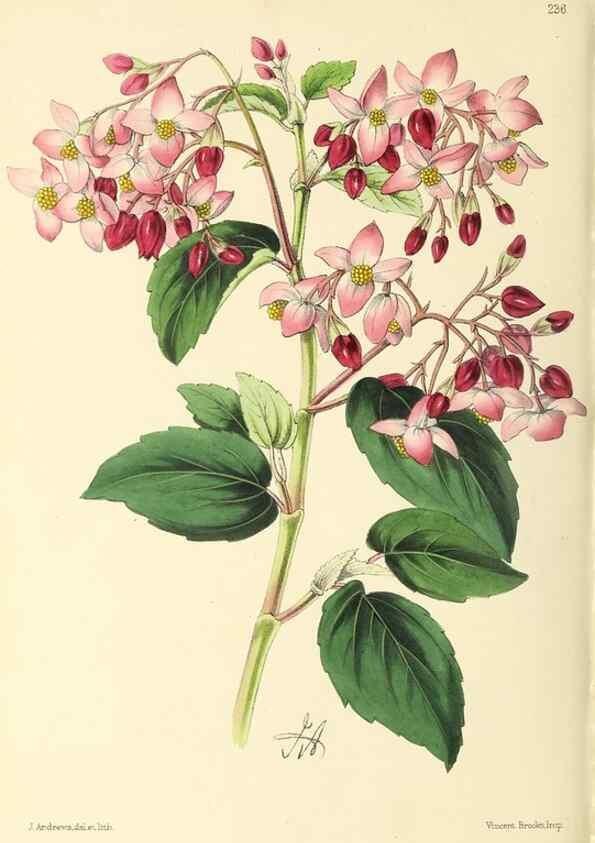 Reproducción/Reproduction 49797537792: The floral magazine;. London,L. Reeve & Co.. 