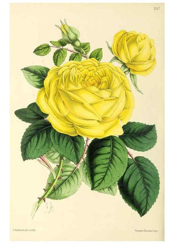 Reproducción/Reproduction 49797230391: The floral magazine;. London,L. Reeve & Co.. 