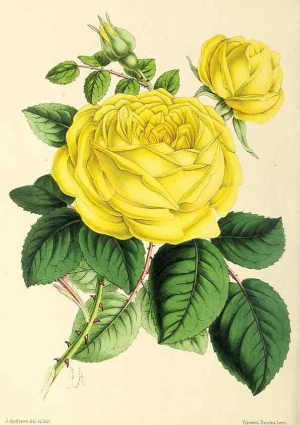 Reproducción/Reproduction 49797230391: The floral magazine;. London,L. Reeve & Co.. 