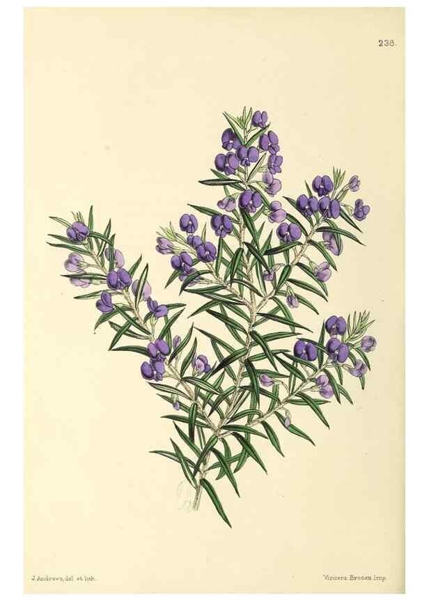 Reproducción/Reproduction 49796685233: The floral magazine;. London,L. Reeve & Co.. 