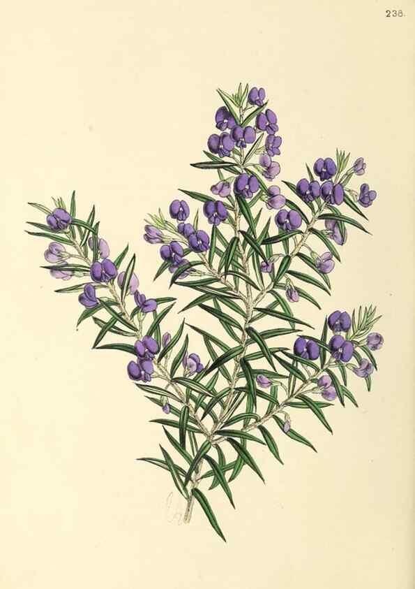 Reproducción/Reproduction 49796685233: The floral magazine;. London,L. Reeve & Co.. 