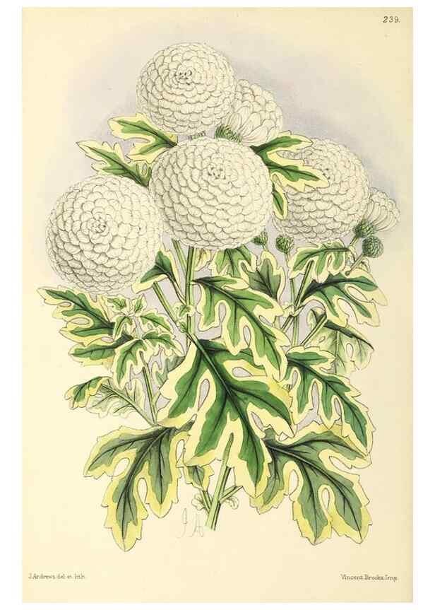 Reproducción/Reproduction 49797538667: The floral magazine;. London,L. Reeve & Co.. 