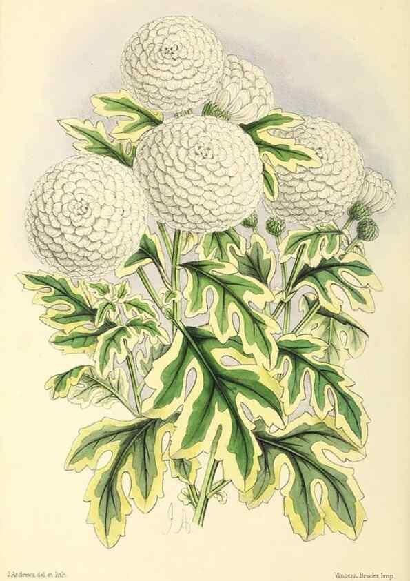 Reproducción/Reproduction 49797538667: The floral magazine;. London,L. Reeve & Co.. 