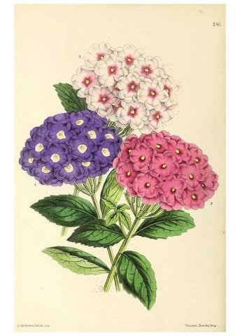 Reproducción/Reproduction 49796685688: The floral magazine;. London,L. Reeve & Co.. 