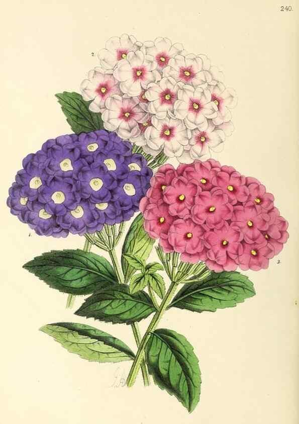 Reproducción/Reproduction 49796685688: The floral magazine;. London,L. Reeve & Co.. 