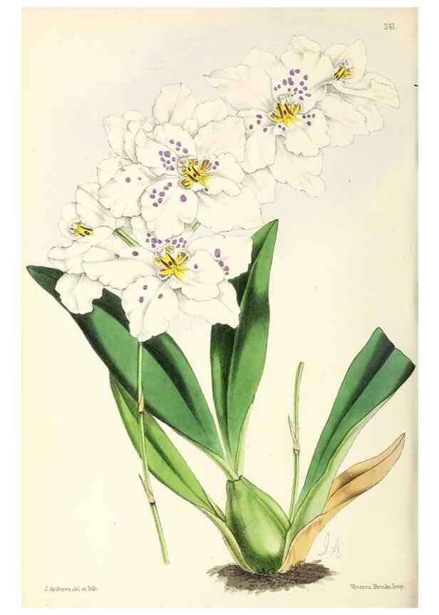 Reproducción/Reproduction 49797539232: The floral magazine;. London,L. Reeve & Co.. 