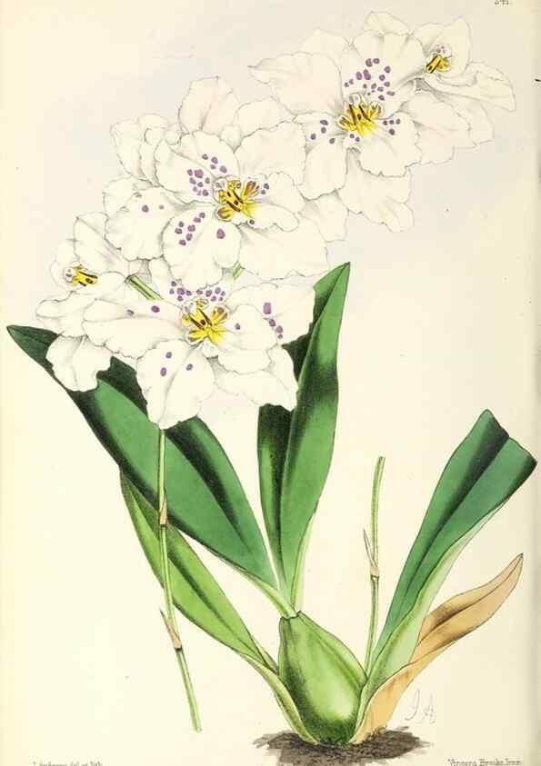 Reproducción/Reproduction 49797539232: The floral magazine;. London,L. Reeve & Co.. 