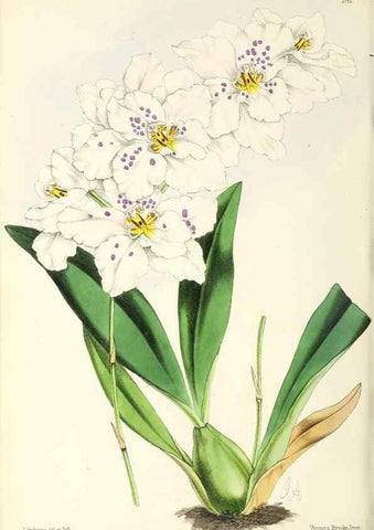 Reproducción/Reproduction 49797539232: The floral magazine;. London,L. Reeve & Co.. 
