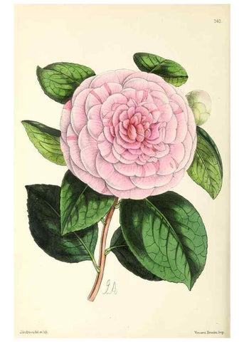 Reproducción/Reproduction 49796686428: The floral magazine;. London,L. Reeve & Co.. 