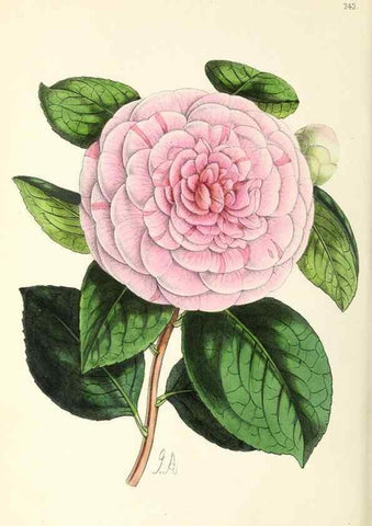 Reproducción/Reproduction 49796686428: The floral magazine;. London,L. Reeve & Co.. 