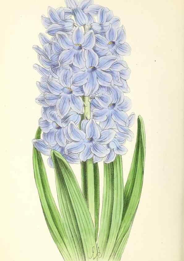 Reproducción/Reproduction 49797539962: The floral magazine;. London,L. Reeve & Co.. 