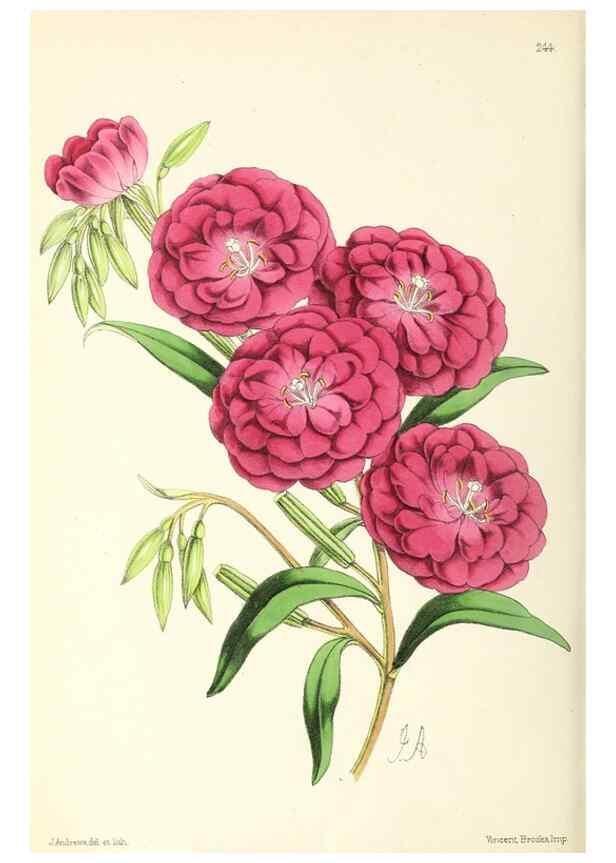 Reproducción/Reproduction 49796687038: The floral magazine;. London,L. Reeve & Co.. 