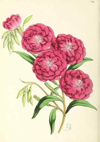 Reproducción/Reproduction 49796687038: The floral magazine;. London,L. Reeve & Co.. 