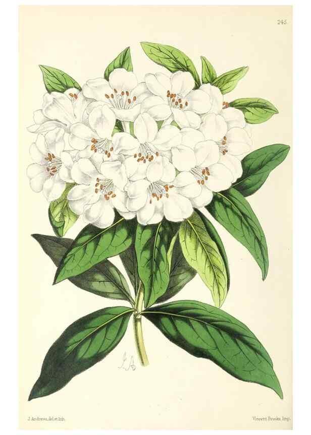 Reproducción/Reproduction 49796687243: The floral magazine;. London,L. Reeve & Co.. 