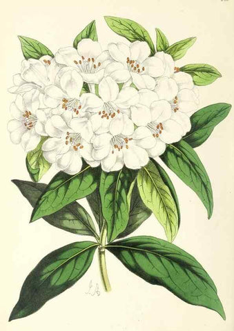 Reproducción/Reproduction 49796687243: The floral magazine;. London,L. Reeve & Co.. 