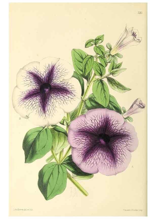 Reproducción/Reproduction 49796683298: The floral magazine;. London,L. Reeve & Co.. 