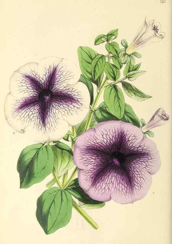 Reproducción/Reproduction 49796683298: The floral magazine;. London,L. Reeve & Co.. 