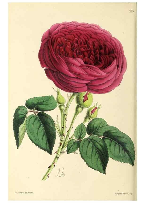 Reproducción/Reproduction 49796683068: The floral magazine;. London,L. Reeve & Co.. 
