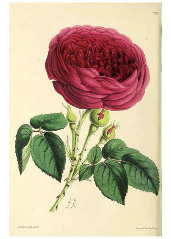 Reproducción/Reproduction 49796683068: The floral magazine;. London,L. Reeve & Co.. 