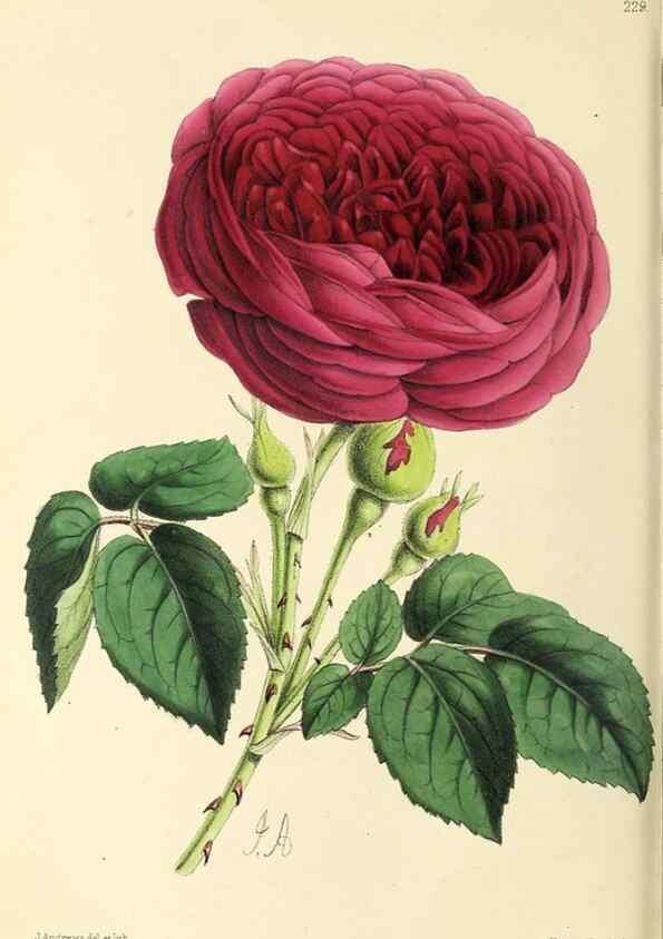 Reproducción/Reproduction 49796683068: The floral magazine;. London,L. Reeve & Co.. 