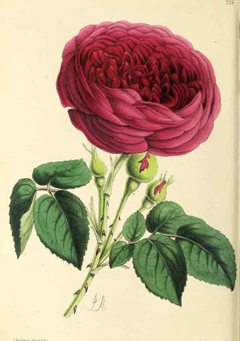 Reproducción/Reproduction 49796683068: The floral magazine;. London,L. Reeve & Co.. 