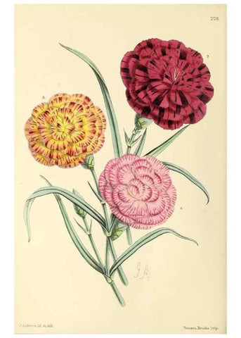 Reproducción/Reproduction 49797228271: The floral magazine;. London,L. Reeve & Co.. 