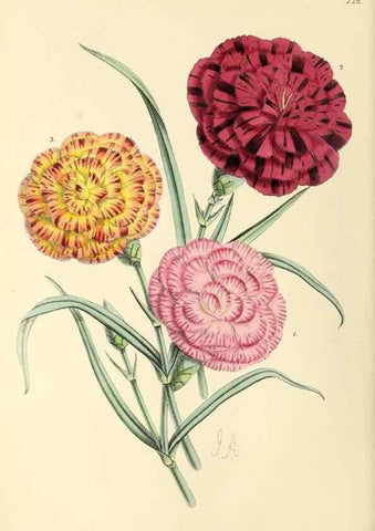 Reproducción/Reproduction 49797228271: The floral magazine;. London,L. Reeve & Co.. 