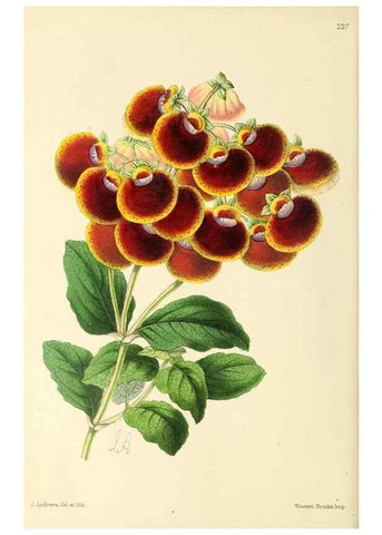 Reproducción/Reproduction 49797228016: The floral magazine;. London,L. Reeve & Co.. 