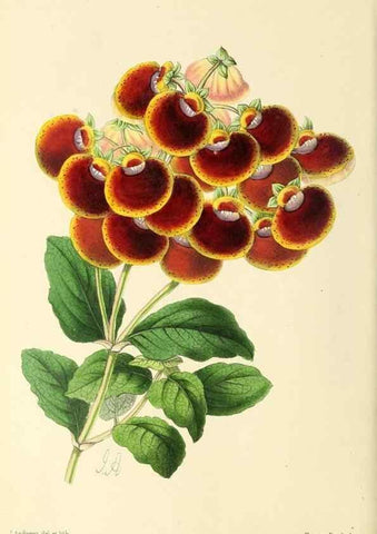 Reproducción/Reproduction 49797228016: The floral magazine;. London,L. Reeve & Co.. 