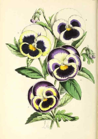 Reproducción/Reproduction 49797530512: The floral magazine;. London,L. Reeve & Co.. 