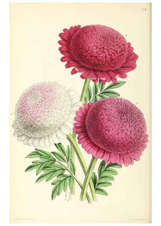 Reproducción/Reproduction 49797223461: The floral magazine;. London,L. Reeve & Co.. 