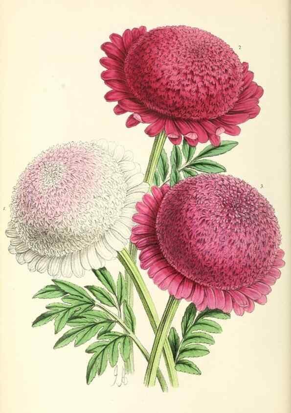 Reproducción/Reproduction 49797223461: The floral magazine;. London,L. Reeve & Co.. 