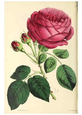 Reproducción/Reproduction 49796678118: The floral magazine;. London,L. Reeve & Co.. 