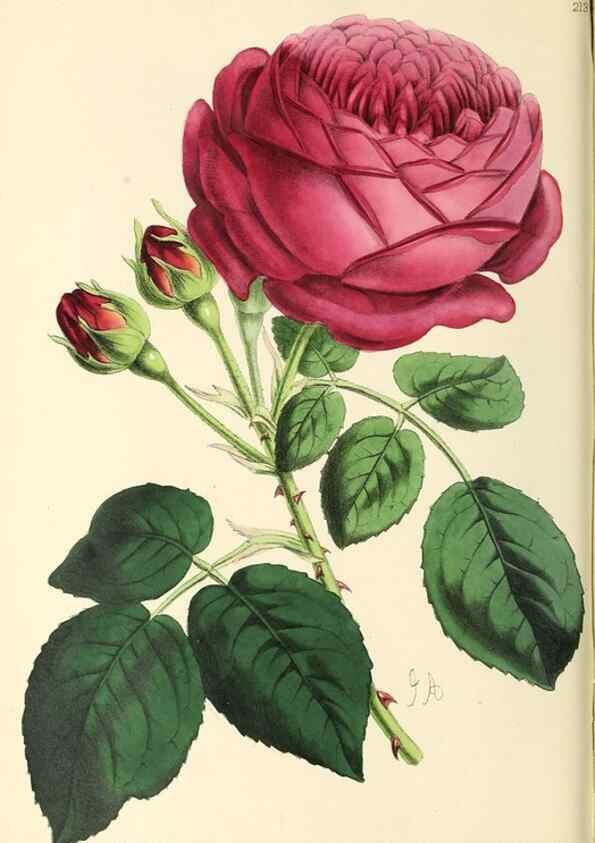 Reproducción/Reproduction 49796678118: The floral magazine;. London,L. Reeve & Co.. 