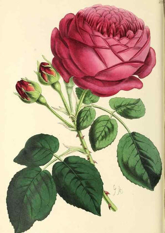 Reproducción/Reproduction 49796678118: The floral magazine;. London,L. Reeve & Co.. 