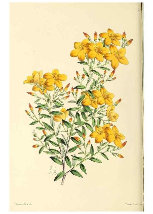 Reproducción/Reproduction 49797224166: The floral magazine;. London,L. Reeve & Co.. 