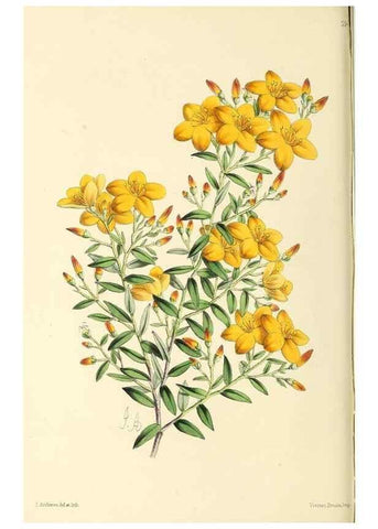 Reproducción/Reproduction 49797224166: The floral magazine;. London,L. Reeve & Co.. 