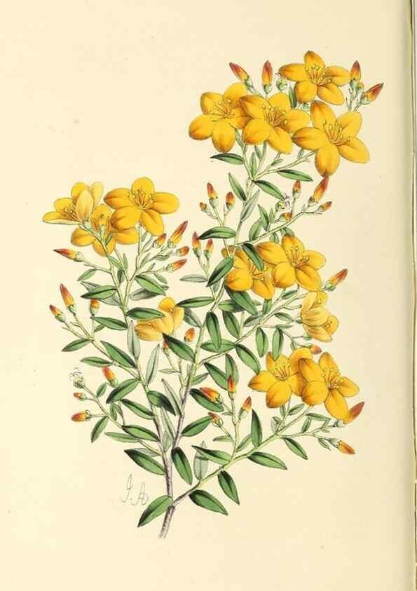 Reproducción/Reproduction 49797224166: The floral magazine;. London,L. Reeve & Co.. 