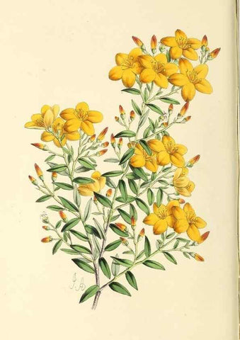 Reproducción/Reproduction 49797224166: The floral magazine;. London,L. Reeve & Co.. 
