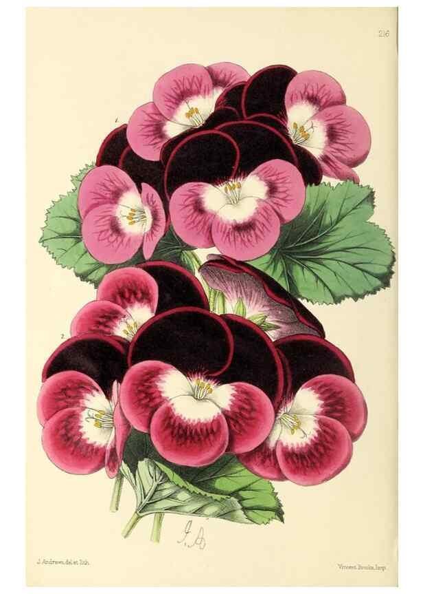 Reproducción/Reproduction 49797224721: The floral magazine;. London,L. Reeve & Co.. 