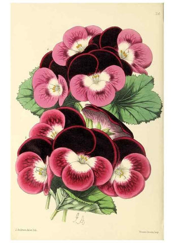Reproducción/Reproduction 49797224721: The floral magazine;. London,L. Reeve & Co.. 